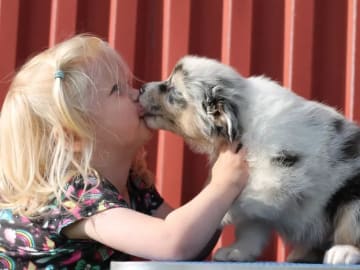 Australian shepherd · Ullared · Dragonora