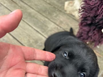 Labrador retriever · Lövestad · Sheep Trix