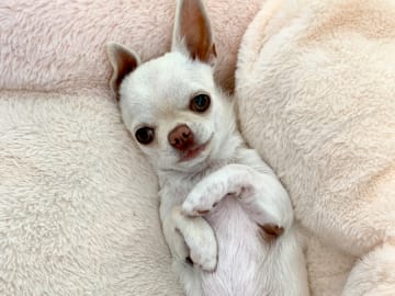 Chihuahua · Norrtälje · Goldenone