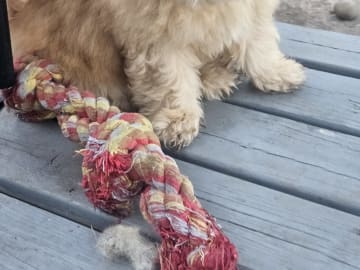 Blandras Dvärg pudel/ Bichon Havanais · Höör · Carola J.