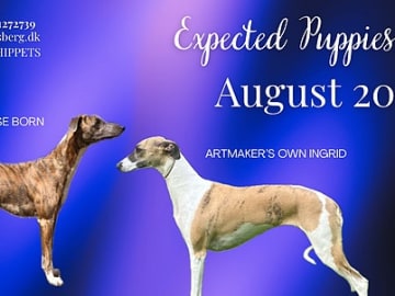 Whippet · Lundby · Cecilia Ahrensberg