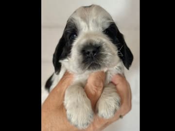 Cocker spaniel · Kävlinge · Purplemainia