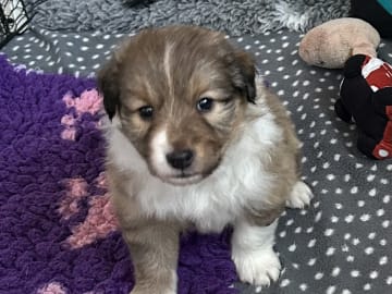 Shetland sheepdog