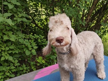 Bedlingtonterrier · Magnor · Blue Light