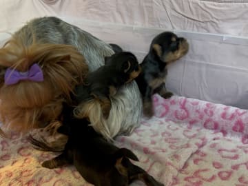 Yorkshireterrier · Trosa · Sweet little Pollys