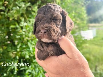 Cockerpoo · Nol · Anfastebo hunduppfödning