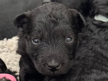 Pumi · Halmstad · Skallabackens kennel
