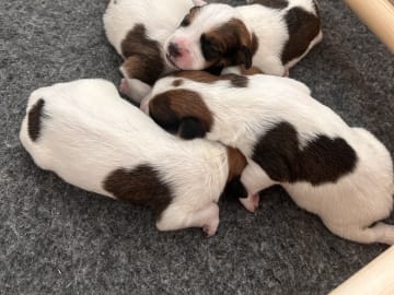 Kromfohrländer · Bengtsfors · Onside’s kennel