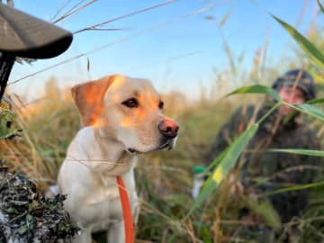 Labrador retriever · Enviken · Tyskgårdens