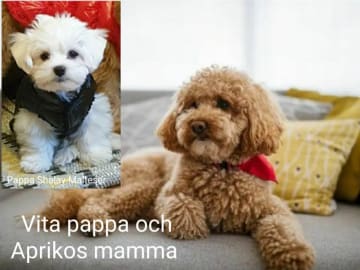 Söta valpar
