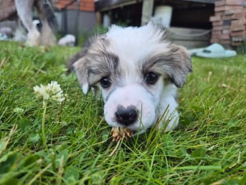 Chinese crested dog · Aneby · Sagolis