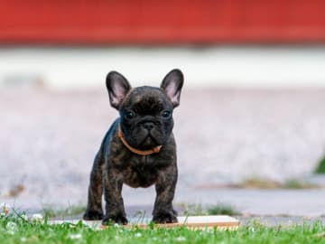Fransk bulldogg · Skinnskatteberg · Little Hooligans