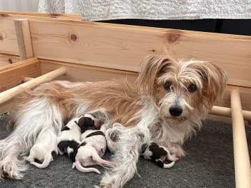 Kromfohrländer · Bengtsfors · Onside’s kennel