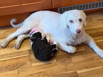 Perro de Agua Espanol · Fitjar · Aquanders