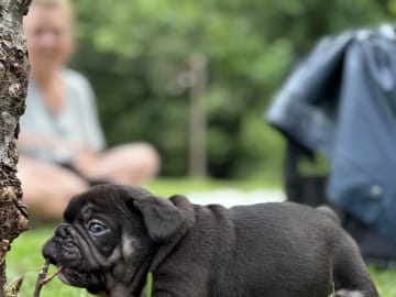 Fransk bulldogg · Kinna · Rosa’s kennel