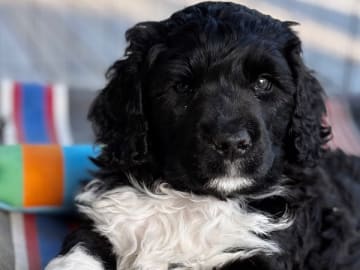 Portugisisk vattenhund · Falun · Västanbäcks
