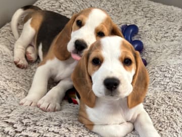 Beagle · Trångsviken · Drafgården