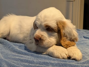 Clumber spaniel · Hedemora · Flamris