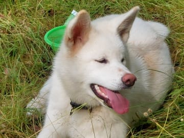 Akita inu · Dorotea · Krayon's kennel