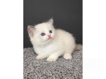 Ragdoll · Bollebygd · S*Admire's