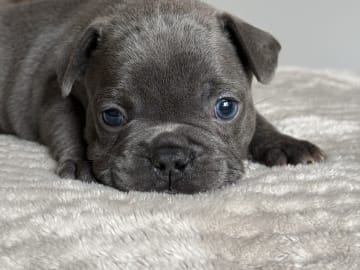 Fransk bulldogg · Malmö · Tracy D.