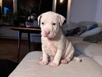 American Staffordshire Terrier · Köping · Hannah Östensson Lindqvist