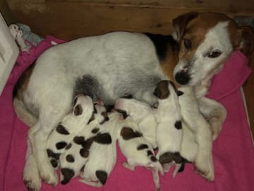 Jack russell terrier · Give · Strelluf
