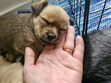 Pomchi/Bichon frisé/Yorkshire terrier · Borås · Sofie L.