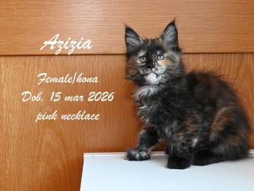 Maine Coon · Ugglarp · WH Jolly Tail’s