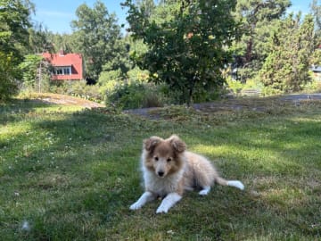 Shetland sheepdog