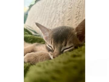 Abyssiner katt · Karlskrona · SE*Babytassens