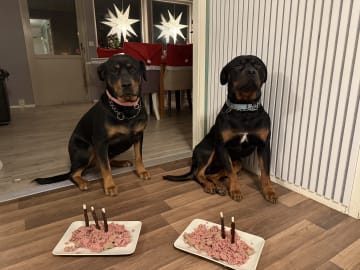 Rottweiler/American Bully XL · Gärsnäs · Helena