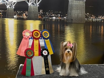 Biewer terrier · Märsta · Nasherhaus