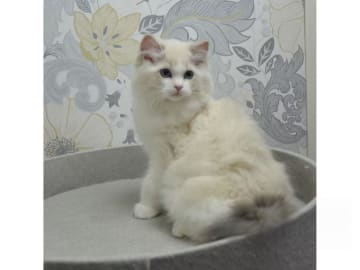 Ragdoll · Växjö · S*Gunbertus