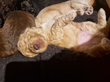 Dalkullas labradoodle