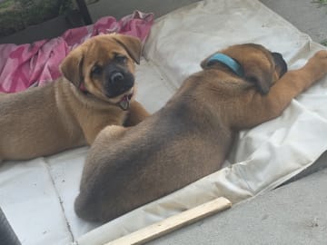 American Akita/Rottweiler · Edane · Inget