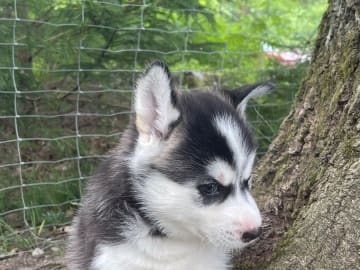 Siberian husky · Hallstavik · Kusby