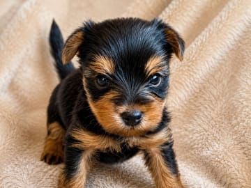Yorkshire terrier · Tumba · Samuel P.