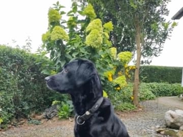 Labrador retriever · Holstebro · Mogens Olivarius