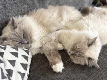 Ragdoll · Växjö · Sofia Å.