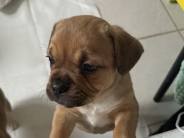 Fransk bulldog och Australiensisk Sheperd · Karlstad · Mia A.