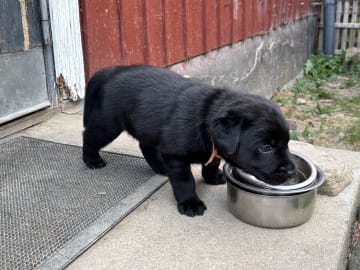 Labrador retriever · Lövestad · Sheep Trix