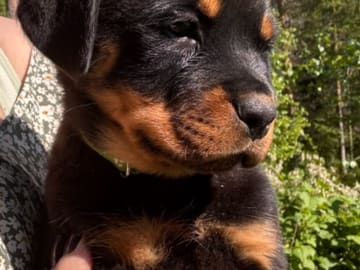Rottweiler · Kåge · Nordkalottens kennel