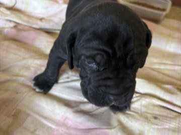 Cane corso · Västerås · Lucy