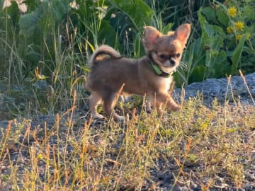 Chihuahua · Sundbyberg · Chizabella