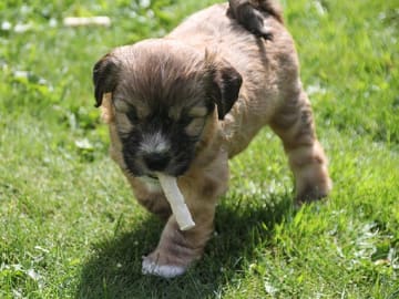 Tibetan Terrier · Halden · Lena Mari Fjeld