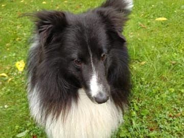 Shetland sheepdog · Tyringe · Hoddans