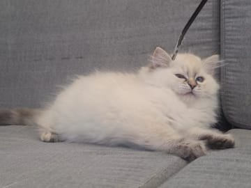 Ragdoll · Tvärålund · SE*Sacred Stars