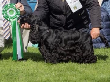 Cocker Spaniel · Nedstrand · Tove Evensen