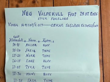 Norsk älghund - Gråhund · Sandtorg · Eirik J Rubach